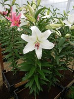 [4325 Constanta VZ No101.JPG]